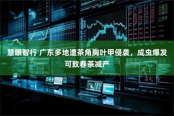 慧眼智行 广东多地遭茶角胸叶甲侵袭，成虫爆发可致春茶减产